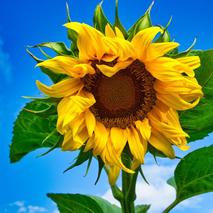 A close-up photograph of a sunflower with leaves and a blue sky in the background.