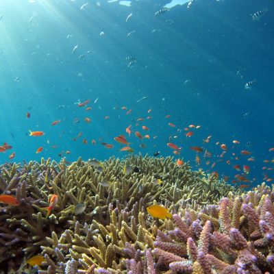 picture of a sea bed with corals, and many orange-coloured fish swimming above the corals. the sea water is various shades of blue and a beam of sunlight is entering the water from the top left corner of the image.