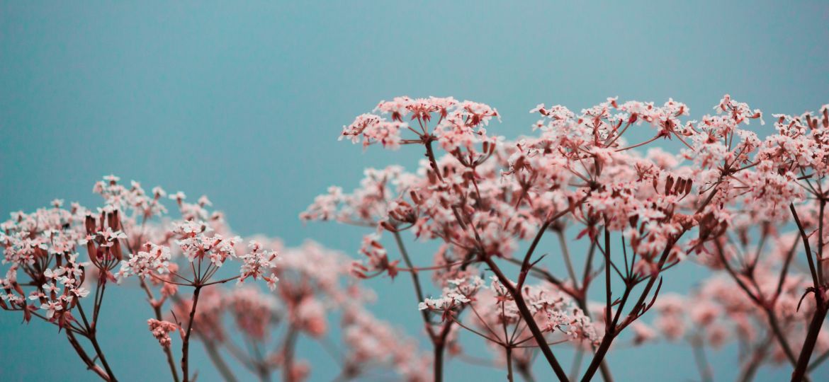 pink petaled flowers in a close-up photography