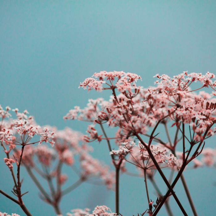 pink petaled flowers in a close-up photography