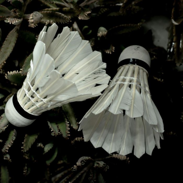 Two white badminton feather shuttlecocks resting on some plants in a dark and moody colour grading.