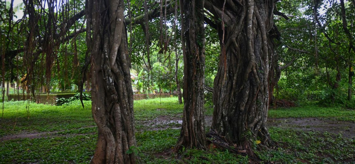 A group of trees that are standing in the grass. The photo is taken at the temple grounds of a temple in Kasaragod, Kerala where Peepal and Banyan trees are common.