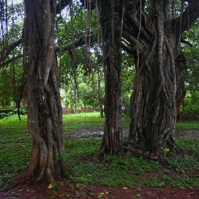 A group of trees that are standing in the grass. The photo is taken at the temple grounds of a temple in Kasaragod, Kerala where Peepal and Banyan trees are common.