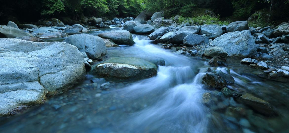 A rushing stream in a lush, green forest.