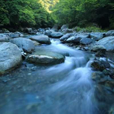 A rushing stream in a lush, green forest.