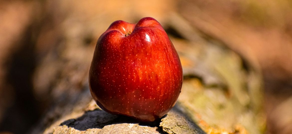 A red apple sitting on top of a tree branch.