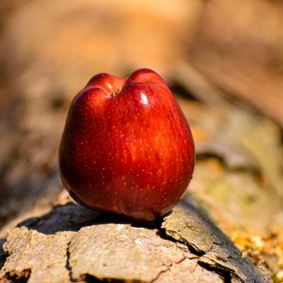 A red apple sitting on top of a tree branch.